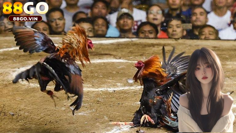 Đá gà tại 88GO quy tụ nhiều trận chiến kịch tính, hấp dẫn